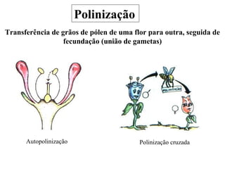 Polinização
Transferência de grãos de pólen de uma flor para outra, seguida de
fecundação (união de gametas)
Polinização cruzadaAutopolinização
 