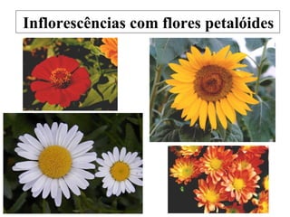 Inflorescências com flores petalóides
 