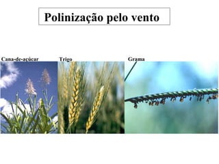 Polinização pelo vento
Cana-de-açúcar Trigo Grama
 
