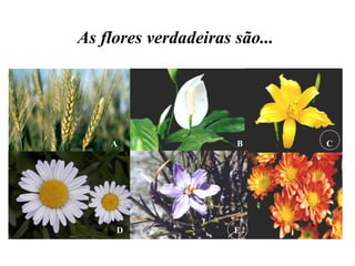 B CA
FED
As flores verdadeiras são...
 