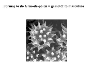 Formação do Grão-de-pólen = gametófito masculino
 