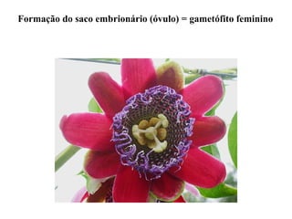 Formação do saco embrionário (óvulo) = gametófito feminino
 