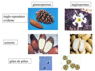grãos de pólen
semente
gimnospermas angiospermas
órgão reprodutor
evidente
 