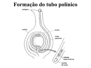 Formação do tubo polínico
 