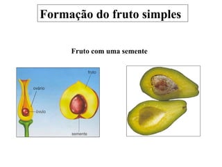 Formação do fruto simples
Fruto com uma semente
 