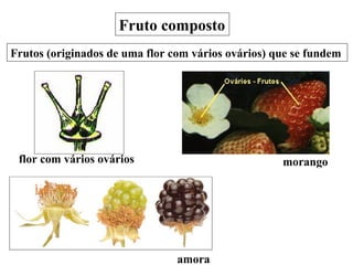 amora figo
morango
Fruto composto
Frutos (originados de uma flor com vários ovários) que se fundem
flor com vários ovários
 