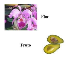 orquídea
Flor
Fruto
 