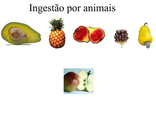 Ingestão por animais
 