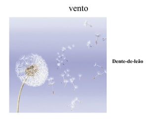 vento
Dente-de-leão
 