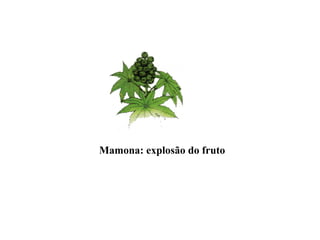 Mamona: explosão do fruto
 