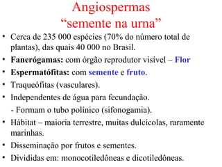 Angiospermas
“semente na urna”
• Cerca de 235 000 espécies (70% do número total de
plantas), das quais 40 000 no Brasil.
• Fanerógamas: com órgão reprodutor visível – Flor
• Espermatófitas: com semente e fruto.
• Traqueófitas (vasculares).
• Independentes de água para fecundação.
- Formam o tubo polínico (sifonogamia).
• Hábitat – maioria terrestre, muitas dulcícolas, raramente
marinhas.
• Disseminação por frutos e sementes.
• Divididas em: monocotiledôneas e dicotiledôneas.
 