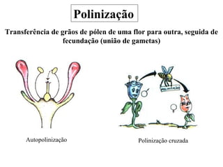 Polinização e fecundação nas espermatófitas