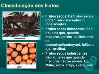 Classificação dos frutos
• Frutos secos: Os frutos secos
podem ser deiscentes ou
indeiscentes
• Frutos secos deiscentes: São
aqueles que, quando
maduros, abrem -se liberando
as
sementes(flamboyant, feijão, s
oja, ervilha).
• Frutos secos indeiscentes:
São aqueles que quando
maduros não se abrem. Ex:
Milho, arroz, trigo, avelã , noz.
 