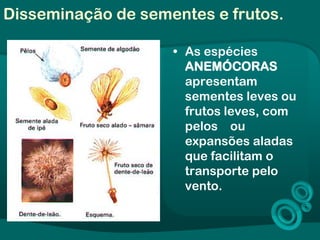 Disseminação de sementes e frutos.
• As espécies
ANEMÓCORAS
apresentam
sementes leves ou
frutos leves, com
pelos ou
expansões aladas
que facilitam o
transporte pelo
vento.
 