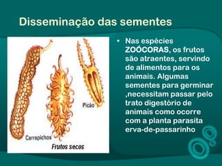 Disseminação das sementes
• Nas espécies
ZOÓCORAS, os frutos
são atraentes, servindo
de alimentos para os
animais. Algumas
sementes para germinar
,necessitam passar pelo
trato digestório de
animais como ocorre
com a planta parasita
erva-de-passarinho
 
