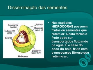 Disseminação das sementes
• Nas espécies
HIDRÓCORAS possuem
frutos ou sementes que
retêm ar. Desta forma o
fruto pode ser
transportados flutuando
na água. É o caso do
coco-da-baía, fruto com
o mesocarpo fibroso que
retém o ar.
 