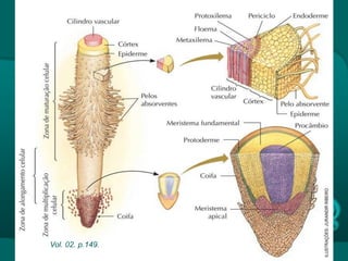 Raiz
Vol. 02. p.149.
 