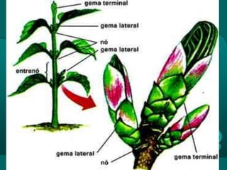 Caule
Funções:
• Condução de
seivas;
• Sustentação;
• Armazenamento
de reservas
alimentares.
 