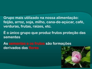 Grupo mais utilizado na nossa alimentação:
feijão, arroz, soja, milho, cana-de-açúcar, café,
verduras, frutas, raízes, etc.
É o único grupo que produz frutos proteção das
sementes
As sementes e os frutos são formações
derivados das flores
 