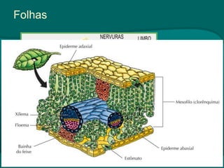 Folhas
 