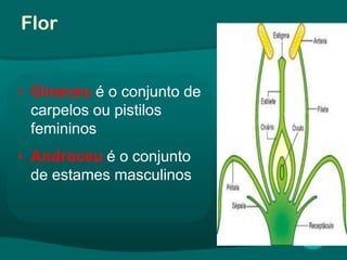 Flor
• Gineceu é o conjunto de
carpelos ou pistilos
femininos
• Androceu é o conjunto
de estames masculinos
 
