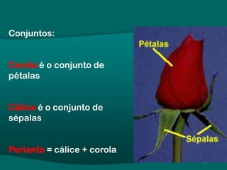 Conjuntos:
Corola é o conjunto de
pétalas
Cálice é o conjunto de
sépalas
Perianto = cálice + corola
 
