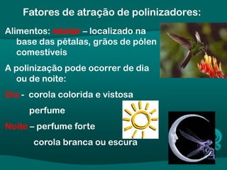 Alimentos: néctar – localizado na
base das pétalas, grãos de pólen
comestíveis
A polinização pode ocorrer de dia
ou de noite:
Dia - corola colorida e vistosa
perfume
Noite – perfume forte
corola branca ou escura
Fatores de atração de polinizadores:
 