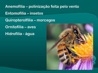 Anemofilia – polinização feita pelo vento
Entomofilia – insetos
Quiropterolfilia – morcegos
Ornitofilia – aves
Hidrofilia - água
 