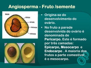 Angiosperma - Fruto /semente
• Origina-se do
desenvolvimento do
ovário.
• No fruto a parede
desenvolvida do ovário é
denominada de
Pericarpo. Este é formado
por três camadas:
Epicarpo, Mesocarpo e
Endocarpo . A maioria dos
frutos a parte comestível
é o mesocarpo.
 