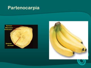 Partenocarpia
 