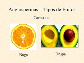 Angiospermas – Tipos de Frutos 
Carnosos 
Baga Drupa 
 