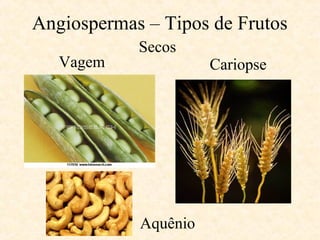 Angiospermas – Tipos de Frutos 
Secos 
Vagem Cariopse 
Aquênio 
 