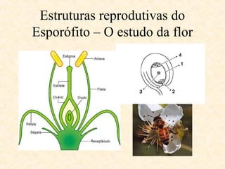 Estruturas reprodutivas do 
Esporófito – O estudo da flor 
 