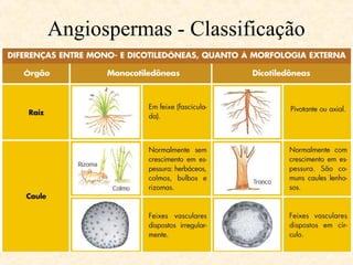 Angiospermas - Classificação 
 