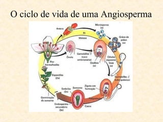 O ciclo de vida de uma Angiosperma 
 
