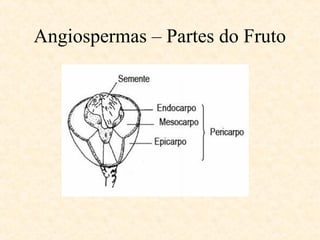 Angiospermas – Partes do Fruto 
 