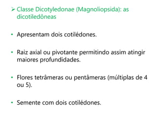  Classe Dicotyledonae (Magnoliopsida): as
dicotiledôneas
• Apresentam dois cotilédones.
• Raiz axial ou pivotante permitindo assim atingir
maiores profundidades.
• Flores tetrâmeras ou pentâmeras (múltiplas de 4
ou 5).
• Semente com dois cotilédones.
 