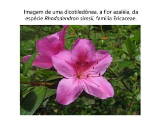 Imagem de uma dicotiledônea, a flor azaléia, da
espécie Rhododendron simsii, família Ericaceae.
 