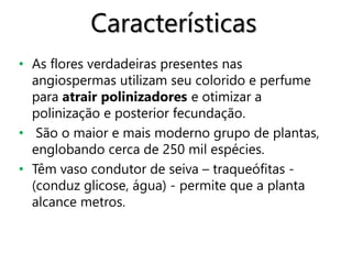Características
• As flores verdadeiras presentes nas
angiospermas utilizam seu colorido e perfume
para atrair polinizadores e otimizar a
polinização e posterior fecundação.
• São o maior e mais moderno grupo de plantas,
englobando cerca de 250 mil espécies.
• Têm vaso condutor de seiva – traqueófitas -
(conduz glicose, água) - permite que a planta
alcance metros.
 