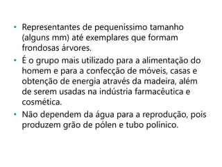 • Representantes de pequeníssimo tamanho
(alguns mm) até exemplares que formam
frondosas árvores.
• É o grupo mais utilizado para a alimentação do
homem e para a confecção de móveis, casas e
obtenção de energia através da madeira, além
de serem usadas na indústria farmacêutica e
cosmética.
• Não dependem da água para a reprodução, pois
produzem grão de pólen e tubo polínico.
 