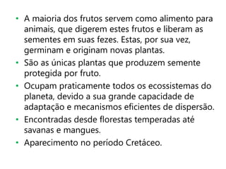 • A maioria dos frutos servem como alimento para
animais, que digerem estes frutos e liberam as
sementes em suas fezes. Estas, por sua vez,
germinam e originam novas plantas.
• São as únicas plantas que produzem semente
protegida por fruto.
• Ocupam praticamente todos os ecossistemas do
planeta, devido a sua grande capacidade de
adaptação e mecanismos eficientes de dispersão.
• Encontradas desde florestas temperadas até
savanas e mangues.
• Aparecimento no período Cretáceo.
 