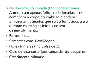  Divisão Magnoliophyta (Monocotiledôneas):
Apresentam apenas folhas embrionárias que
compõem o corpo do embrião e podem
armazenar nutrientes que serão fornecidos a ele
durante os estágios iniciais do seu
desenvolvimento.
• Raízes finas.
• Sementes com 1 cotilédone.
• Flores trímeras (múltiplas de 3).
• Ciclo de vida curto (por causa da raiz pequena).
• Crescimento primário.
 