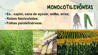 • Ex.: capim, cana de açúcar, milho, arroz;
• Raízes fasciculadas;
• Folhas paralelinérveas.
 