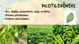 • Ex.: feijão, amendoim, soja, ervilha;
• Raízes pivotantes;
• Folhas reticuladas;
 