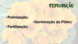 •Polinização;
•Germinação do Pólen;
•Fertilização;
 