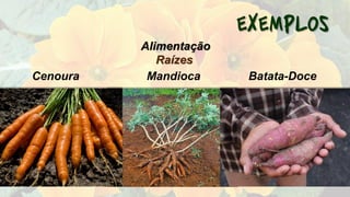 Raízes
Cenoura Mandioca Batata-Doce
Alimentação
 