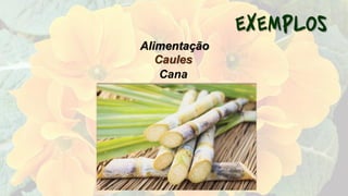 Caules
Cana
Alimentação
 