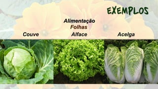 Folhas
Couve Alface Acelga
Alimentação
 