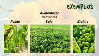 Sementes
Feijão Soja Ervilha
Alimentação
 