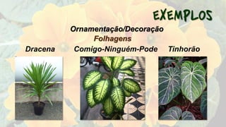 Folhagens
Dracena Comigo-Ninguém-Pode Tinhorão
Ornamentação/Decoração
 